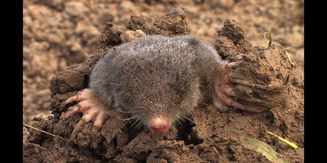 mole rat là gì - Nghĩa của từ mole rat