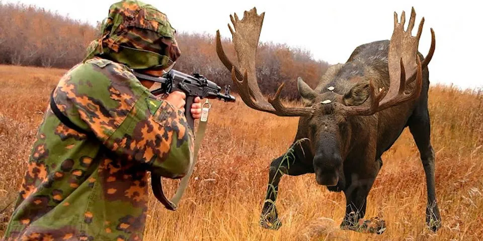 moose hunting là gì - Nghĩa của từ moose hunting