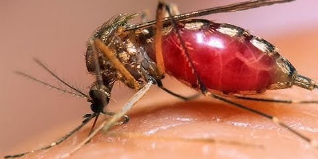 mosquito bites là gì - Nghĩa của từ mosquito bites