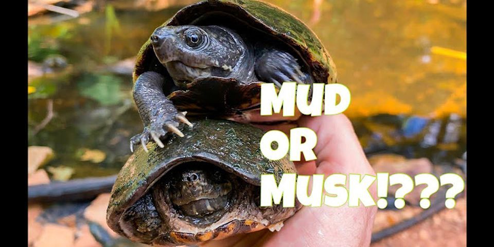 mud turtle là gì - Nghĩa của từ mud turtle