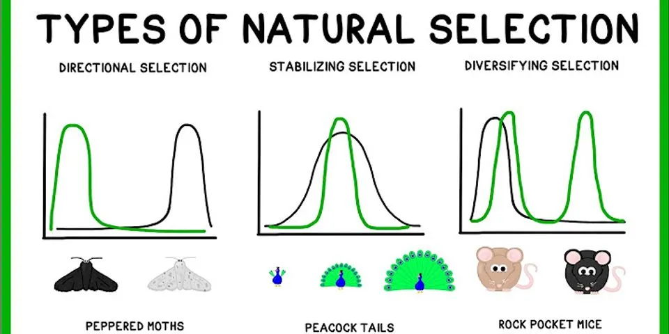 natural-selections là gì - Nghĩa của từ natural-selections