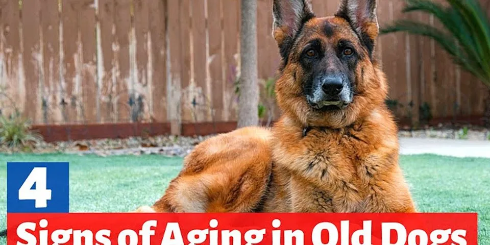 old dogs là gì - Nghĩa của từ old dogs
