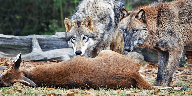 pack of wolves là gì - Nghĩa của từ pack of wolves