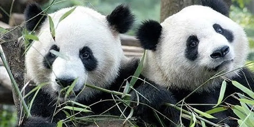 panda bear là gì - Nghĩa của từ panda bear