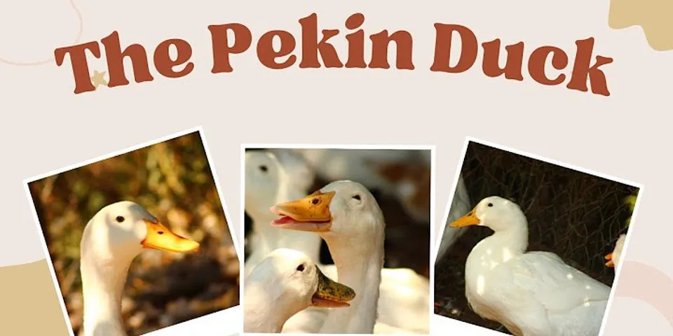 peking duck là gì - Nghĩa của từ peking duck