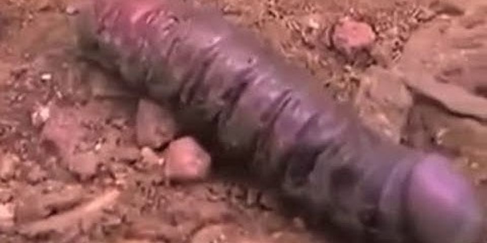 penis worm là gì - Nghĩa của từ penis worm