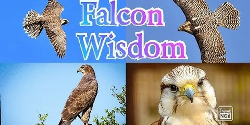 peregrine falcon là gì - Nghĩa của từ peregrine falcon
