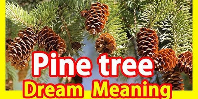 pine tree là gì - Nghĩa của từ pine tree