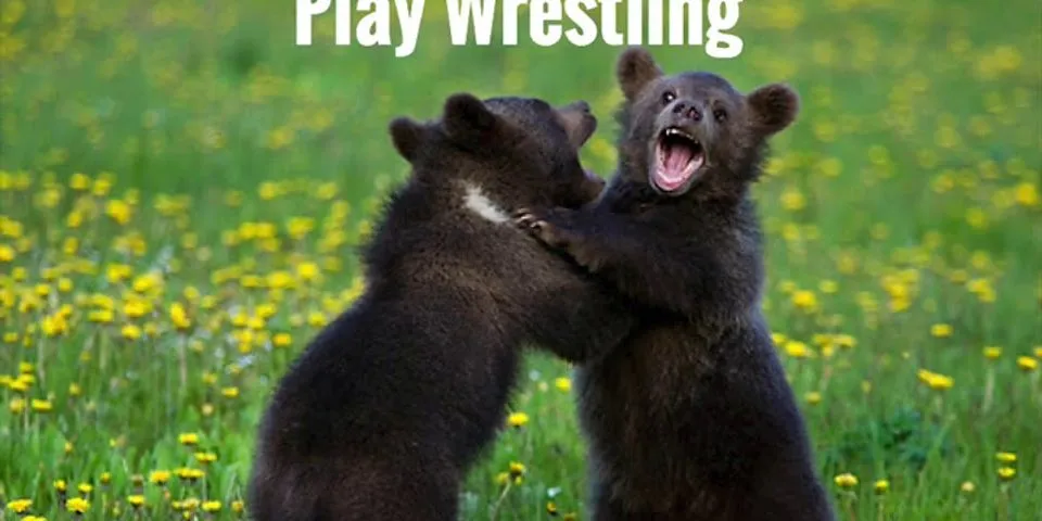 play wrestling là gì - Nghĩa của từ play wrestling
