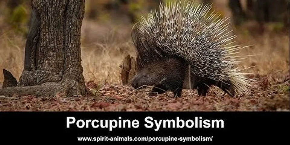 porcupine là gì - Nghĩa của từ porcupine