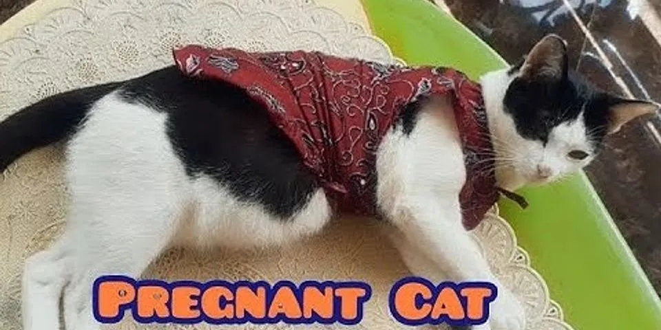 pregnant cat là gì - Nghĩa của từ pregnant cat