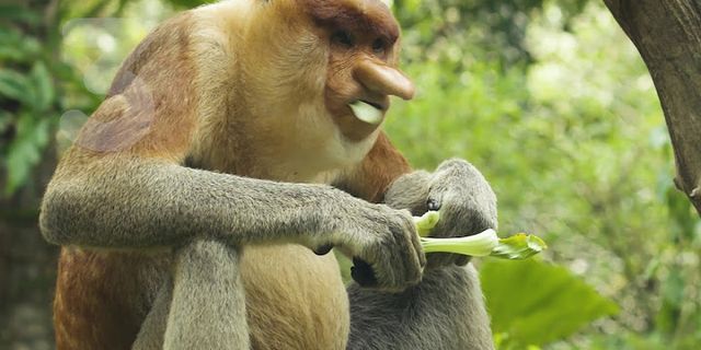 proboscis monkey là gì - Nghĩa của từ proboscis monkey