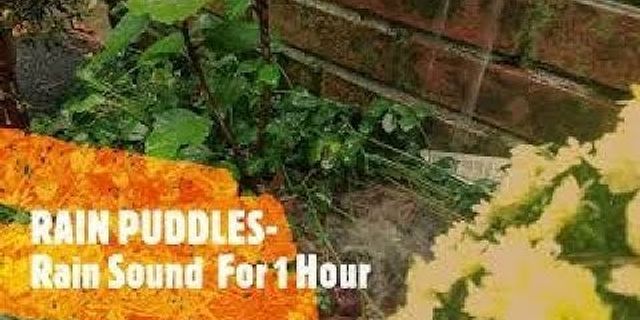 puddles là gì - Nghĩa của từ puddles