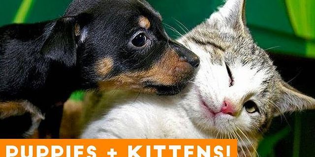 puppies and kittens là gì - Nghĩa của từ puppies and kittens