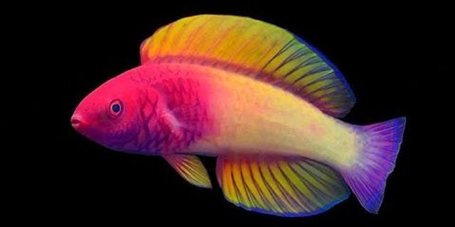 rainbow fish là gì - Nghĩa của từ rainbow fish