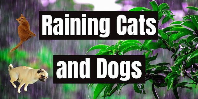 raining cats and dogs là gì - Nghĩa của từ raining cats and dogs