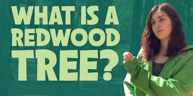 redwood trees là gì - Nghĩa của từ redwood trees