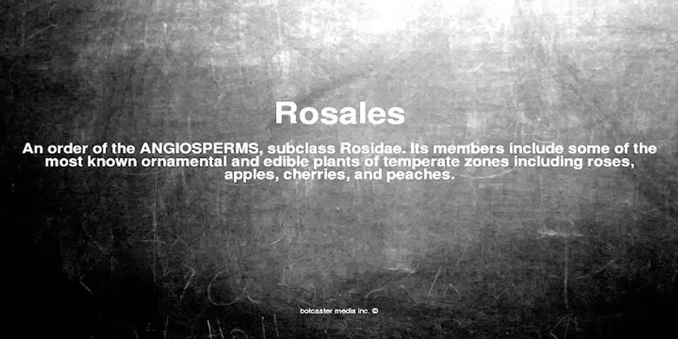 rosales là gì - Nghĩa của từ rosales