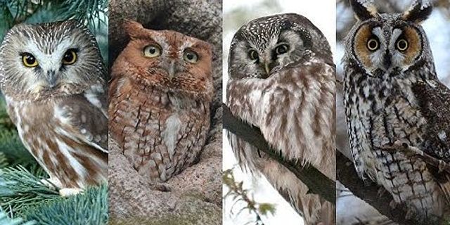 scrawny owl là gì - Nghĩa của từ scrawny owl