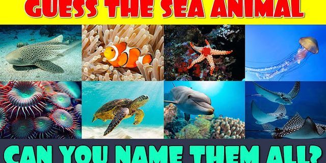 sea animals là gì - Nghĩa của từ sea animals