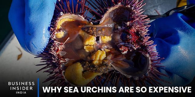 sea urchin là gì - Nghĩa của từ sea urchin