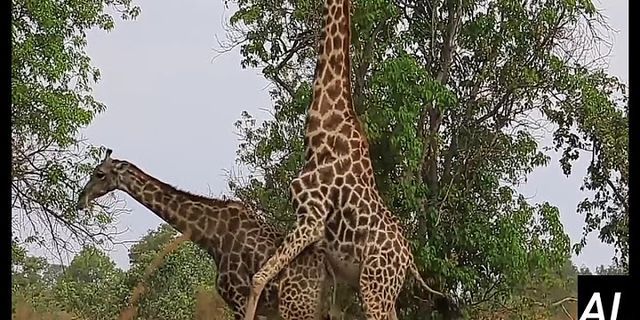sexy giraffe là gì - Nghĩa của từ sexy giraffe