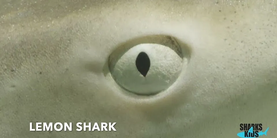 shark eye là gì - Nghĩa của từ shark eye