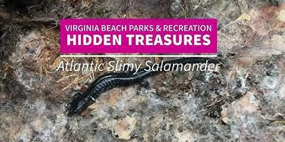 slimy salamander là gì - Nghĩa của từ slimy salamander
