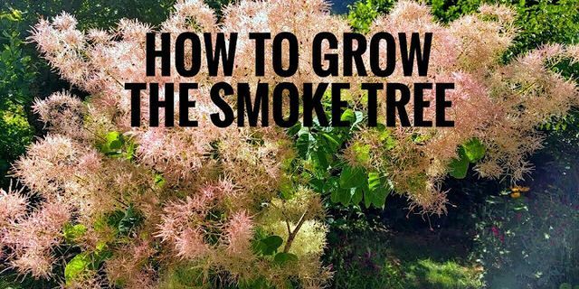 smoke trees là gì - Nghĩa của từ smoke trees