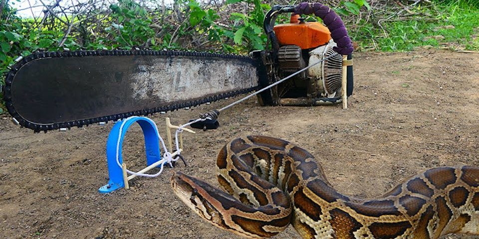 snake trap là gì - Nghĩa của từ snake trap