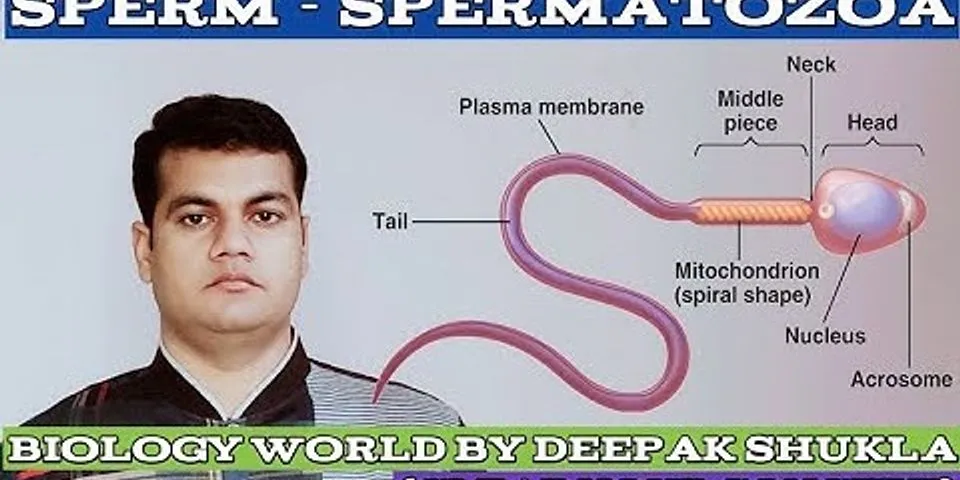 sperm là gì - Nghĩa của từ sperm