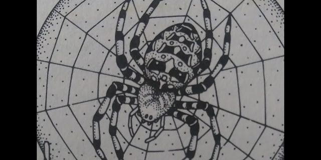 spider web là gì - Nghĩa của từ spider web