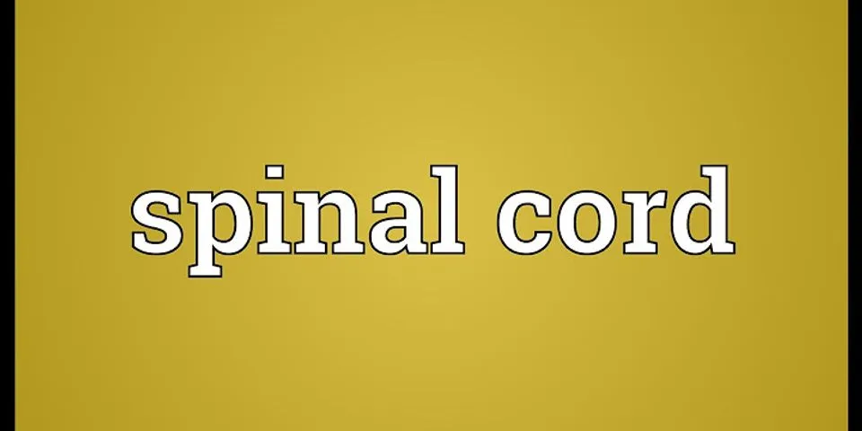 spinal cord là gì - Nghĩa của từ spinal cord