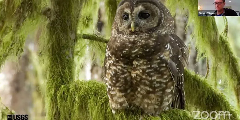spotted owl là gì - Nghĩa của từ spotted owl