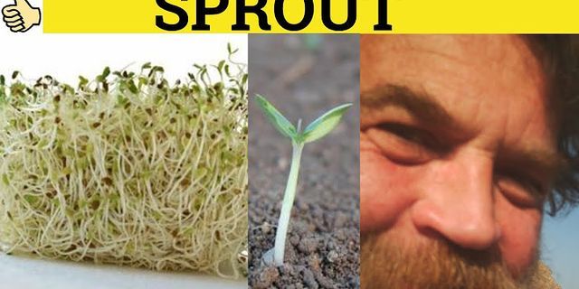 sprout là gì - Nghĩa của từ sprout