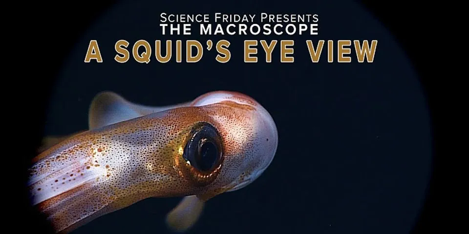 squid eye là gì - Nghĩa của từ squid eye