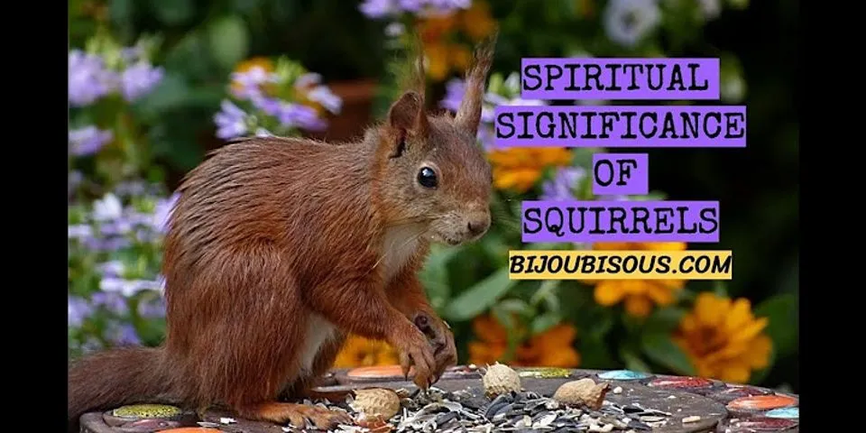 squirrels là gì - Nghĩa của từ squirrels