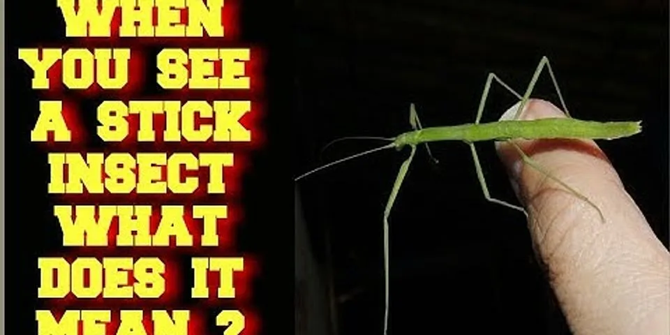 stick insect là gì - Nghĩa của từ stick insect