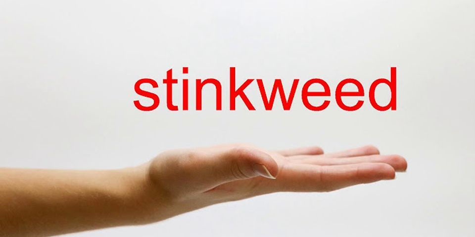 stinkweed là gì - Nghĩa của từ stinkweed