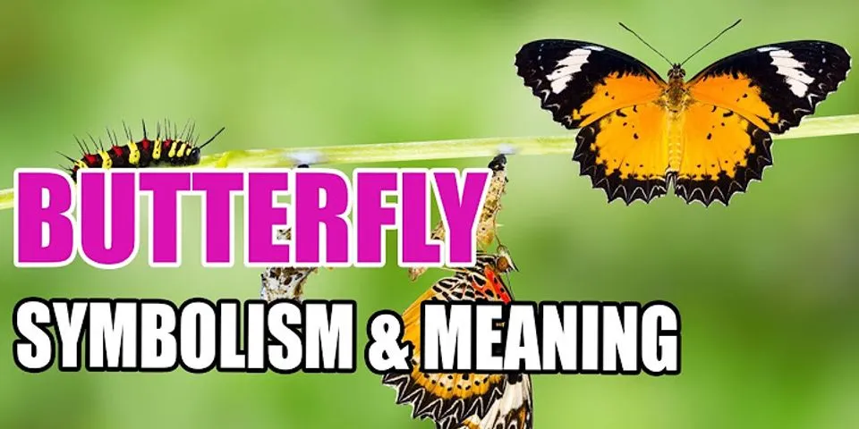 the butterfly là gì - Nghĩa của từ the butterfly