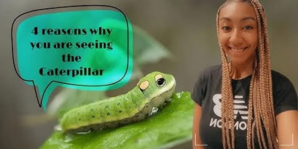 the caterpillar là gì - Nghĩa của từ the caterpillar