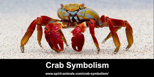 the crab là gì - Nghĩa của từ the crab
