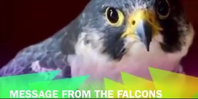 the falcon là gì - Nghĩa của từ the falcon