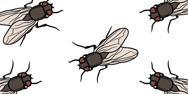 the fly là gì - Nghĩa của từ the fly