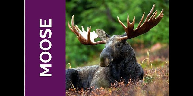 the moose là gì - Nghĩa của từ the moose