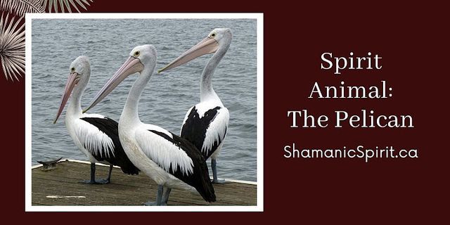 the pelican là gì - Nghĩa của từ the pelican