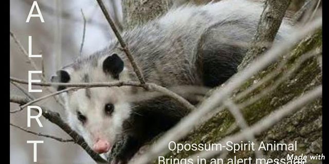the possums là gì - Nghĩa của từ the possums