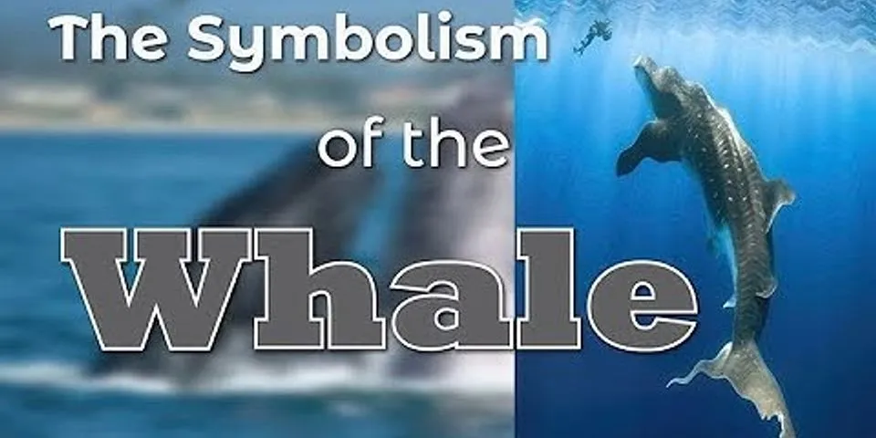 the whale là gì - Nghĩa của từ the whale