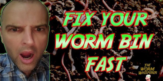 the worm là gì - Nghĩa của từ the worm