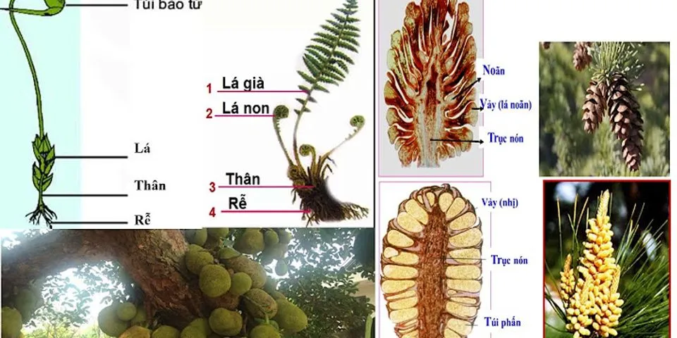 I Đa dạng thực vật - thực vật khtn 6 kết nối tri thức với cuộc sống